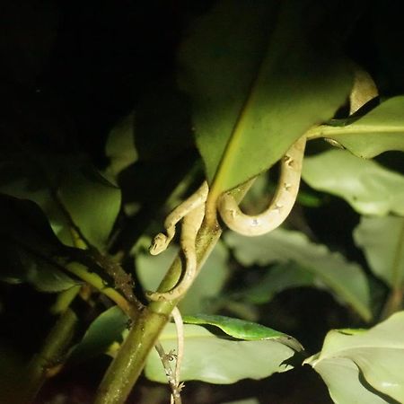 Puerto Misahuallí Shipati Lodge المظهر الخارجي الصورة