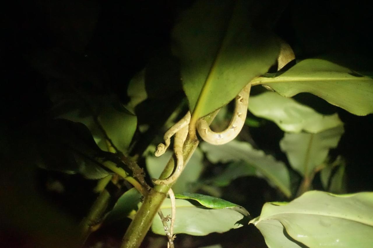 Puerto Misahuallí Shipati Lodge المظهر الخارجي الصورة
